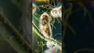 Microbes animation | Paramecia: unicellular ciliates