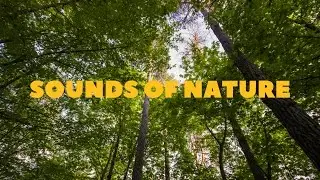 SOUNDS OF NATURE - Звуки природы | Soundbox