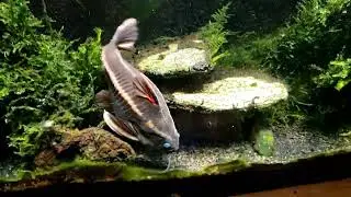 Striped Raphael Catfish Swimming