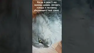 Живёт кайфует 🐈