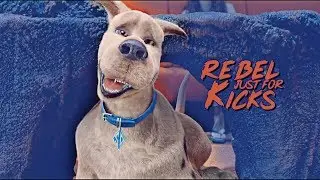 simply flick him on the nose (с др старик!)