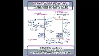 Carnitine shuttle  system for transport of fatty acids- Dr. DVSSR