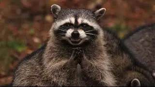 Лучшие приколы с  енотами.Подборка смешных и интересных видео с  енотами.