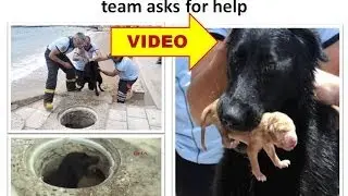 Dog Saves Puppies After Rescue Team Asks for Help
