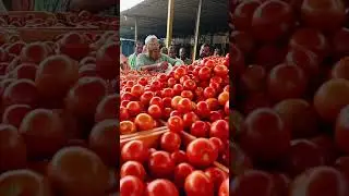 Punganur tomato Market 🍅🍅 10/10/2024 #punganurtomatomarket #trending #tomatomarket