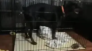 Клетка номер 6 Лео