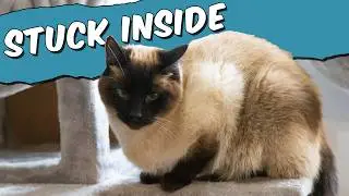 What's the BEST Way to Keep Your Siamese Cat Happy on a Cold Rainy Day?