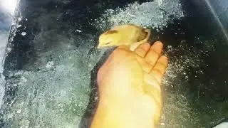 মুরগীর বাচ্চা
