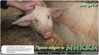 Герои идут к  Микки. Хрюканье, визги. Часть 2.