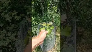 Update On the Rabbit-Ravaged Bur Oak One Month Later