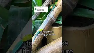 Neon day geckos are escape artists 