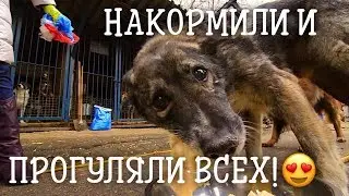Гора гречки и школа волонтера в приюте Искра! Хороший приют для собак.