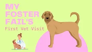 🐶 My New Foster Fail's, Adopted Doggo's, First Vet Visit 🐶