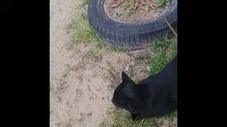 Соседский кот 2