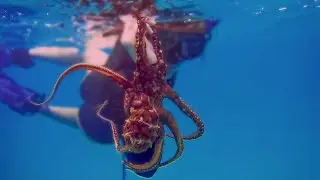 Friends Tako dive for the first time! | Octopus Hunting Hawaii