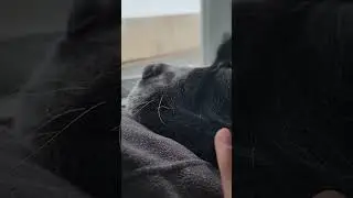 big dog