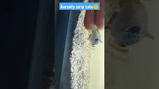 Auranty sirip satu mental preman.