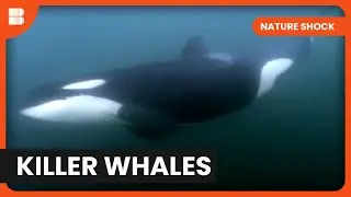 Killer Whales on the Hunt - Nature Shock - Wildlife Documentary