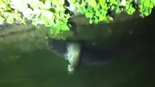 Нерест сома