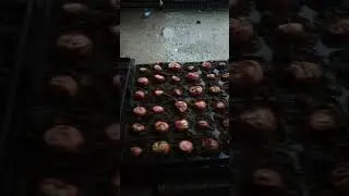 Tempat penyemaian bibit cabai dan bawang yang praktis