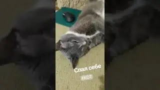 Толи кот, толи Зайка....