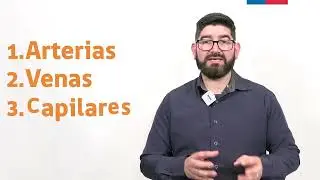 1.16 Anatomía del Sistema Circulatorio
