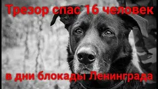 БЛОКАДНЫЙ ПЁС ТРЕЗОР. Спас от голода 4 семьи в Ленинграде.  ДО СЛЁЗ!!! Читает автор Мария Шадрина