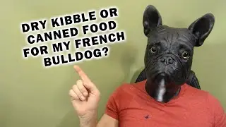 What Should I Feed My French Bulldog? Canned or Dry Kibble