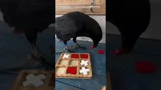 clever bird