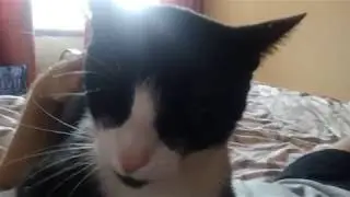 Мусик, это не просто кот, а самый красивый кот