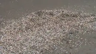 Пляж у МЧС в районе Шихово 31 октября