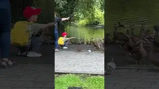 Дикі качечки приручились до людей
