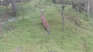 Шутник, лиса и ключи от машины