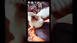 Жуткий ФОКУС с... ЦЫПЛЁНКОМ!!!