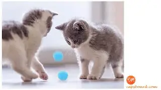 Игрушка для котят Разноцветный помпоны 10 шт 3 см CAPSBOARD POM POMS