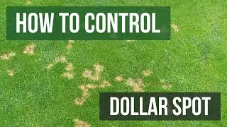 How to Control Dollar Spot (4 Easy Steps)