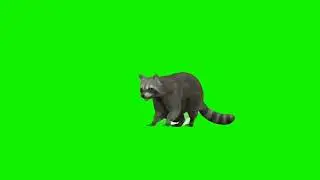 Raccoon Green Screen Video