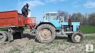 Подкормка озимой пшеницы, ротационная мотыга.