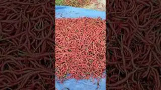 Panen Cabe yang ke 30 kali !!!