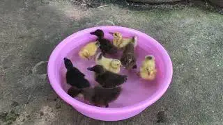 Yellow baby ducklings feeding and swim