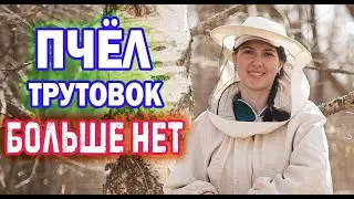 СДЕЛАЛИ НАЛЁТ НА МАТКУ! ЧТО ОПЯТЬ С ПЧЁЛАМИ? ГДЕ СЕМЬЯ-ТРУТОВКА?