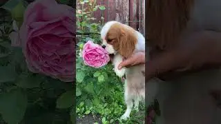 Сладкая Девочка 🌺🌸🌺 #любовь #счастье #кавалеркингчарльзспаниель #puppy