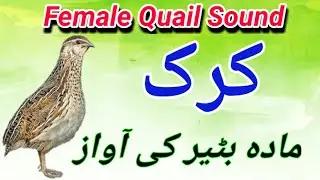 female batair ki awaz 2020 // batair ki kirak //madi batair ki awaz //batair karkaree