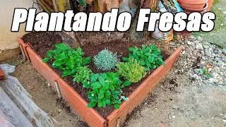 Plantando Fresas y Varias Aromáticas | Beneficios Para El Huerto | La Huerta De Alber