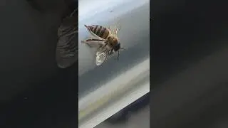 Yana yana su arıyordu... Kavuştu #bee #short