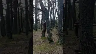 Танцующий лес. Куршская коса. 30 марта 2024