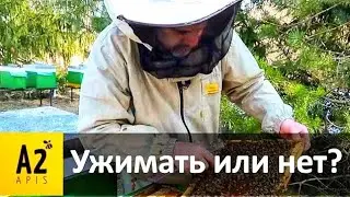 #1 Как #пчелы вышли из зимовки, ужимать гнездо или нет, подсадка матки весной и др.