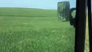 Çorlu Muratlı Buğday'da Yarasa Gübresi Uygulaması