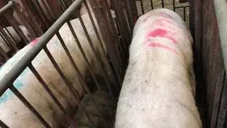 Осеменение 18+