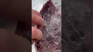 Bluefin Tuna on ice ready for trip back to boat ramp.